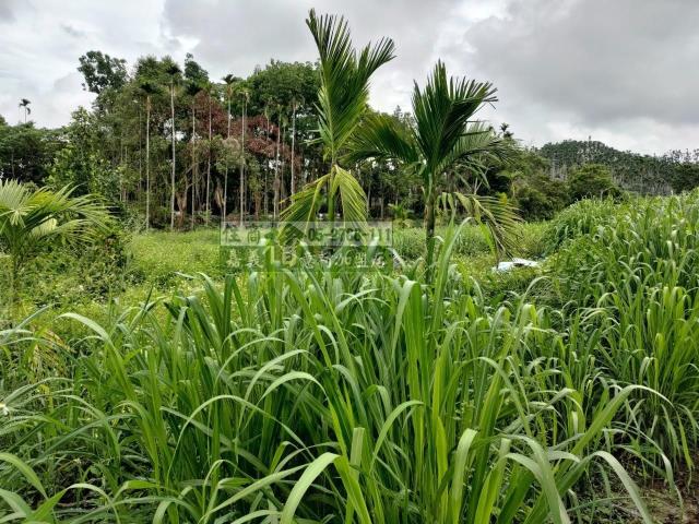 中埔農地-1