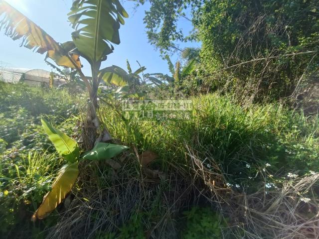 嘉義農地-4