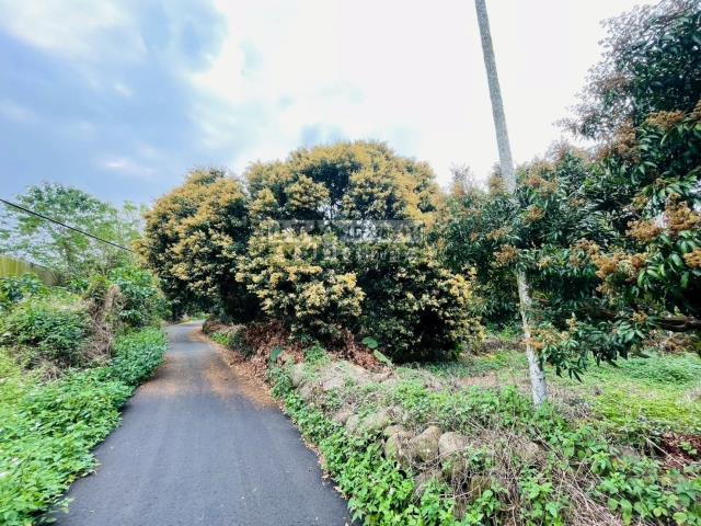 竹崎農地-10