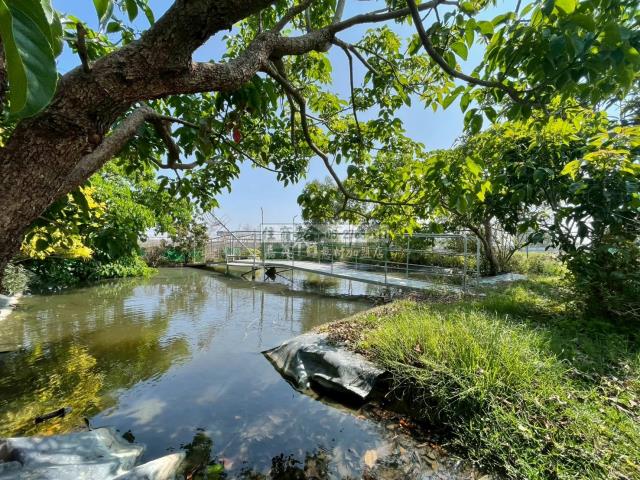 嘉義民雄農地-7