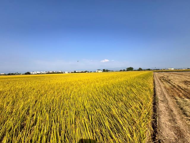 嘉義農地-9
